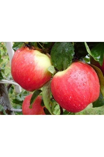 Яблуня Горець із дозрілими червоними плодами